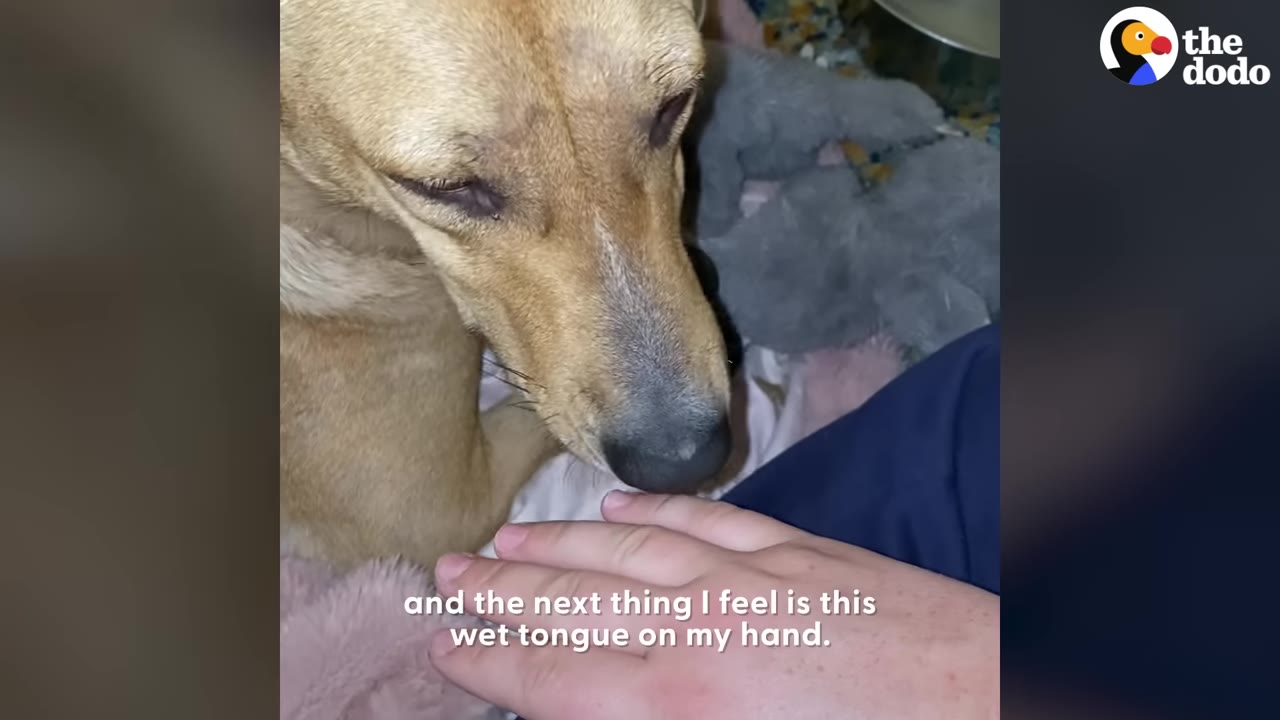 A close-up shot of a light brown dog gently touching its nose and tongue to a person's hand.
