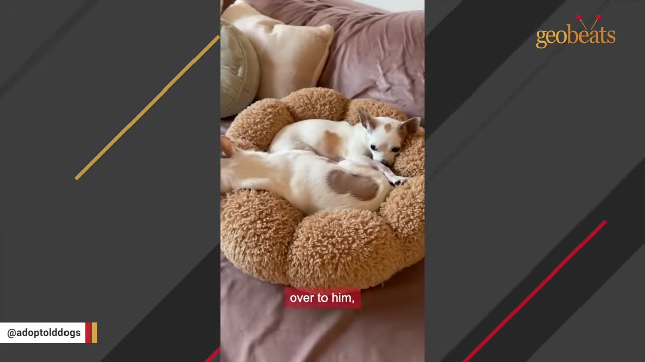 Two small white and brown dogs sharing a fluffy round pet bed on a couch, with one dog looking towards the other.