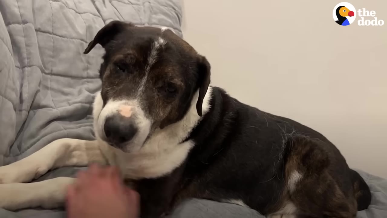 A brindle and white dog lying on a grey blanket, looking gently towards the camera as a hand reaches out to pet him.