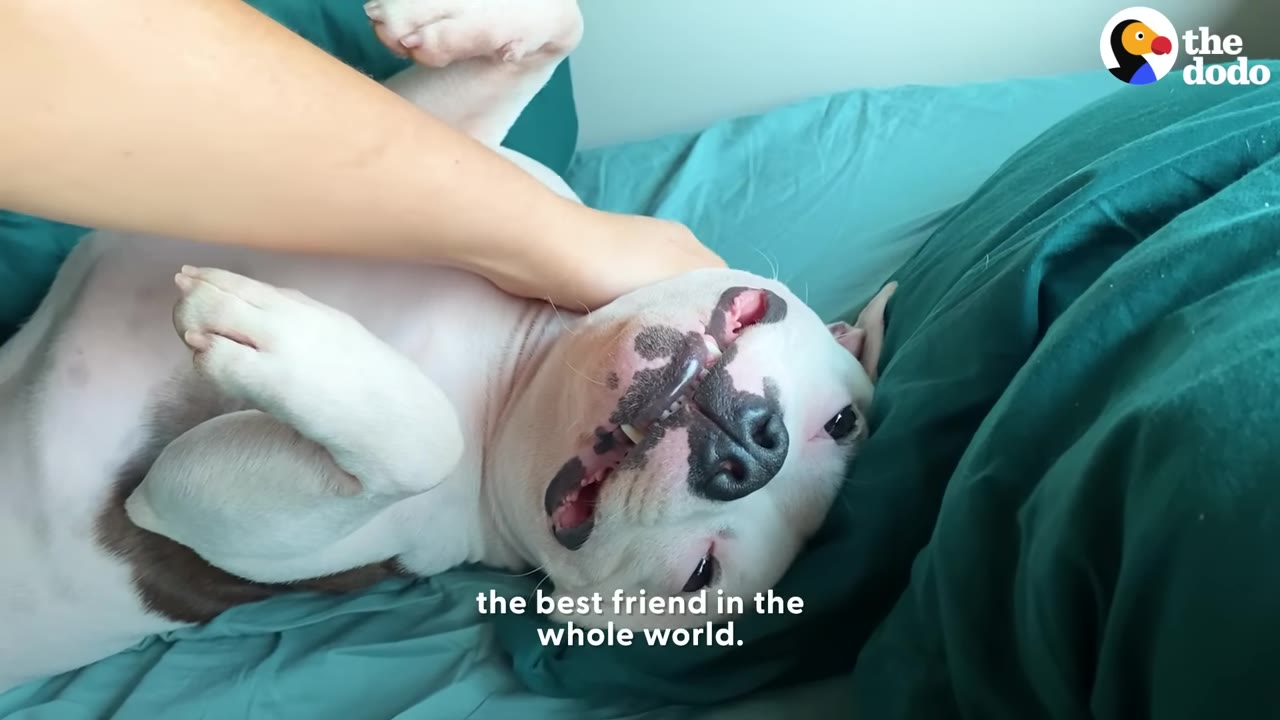 A white and brown dog lies on its back on a teal bed, looking up with a happy expression as a person's hand gently pets its neck.