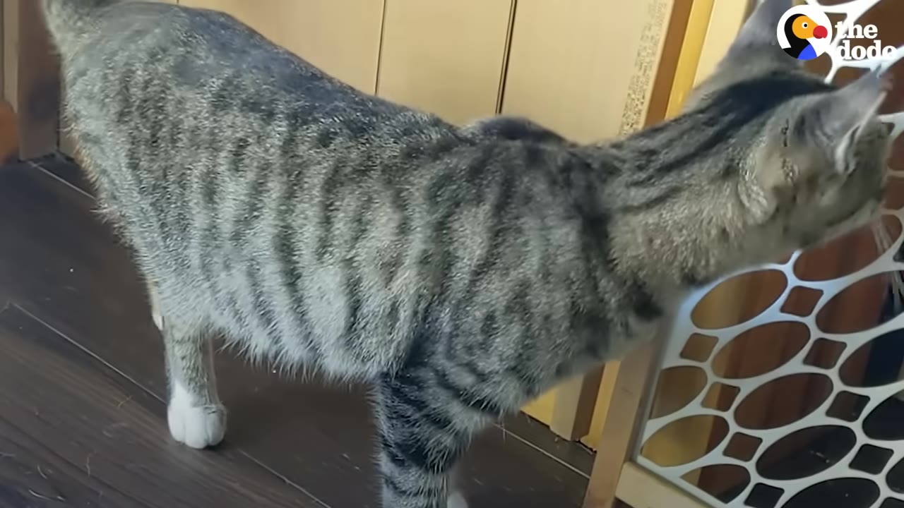 A tabby cat with white paws stands indoors on a dark wooden floor, looking towards a white decorative gate.