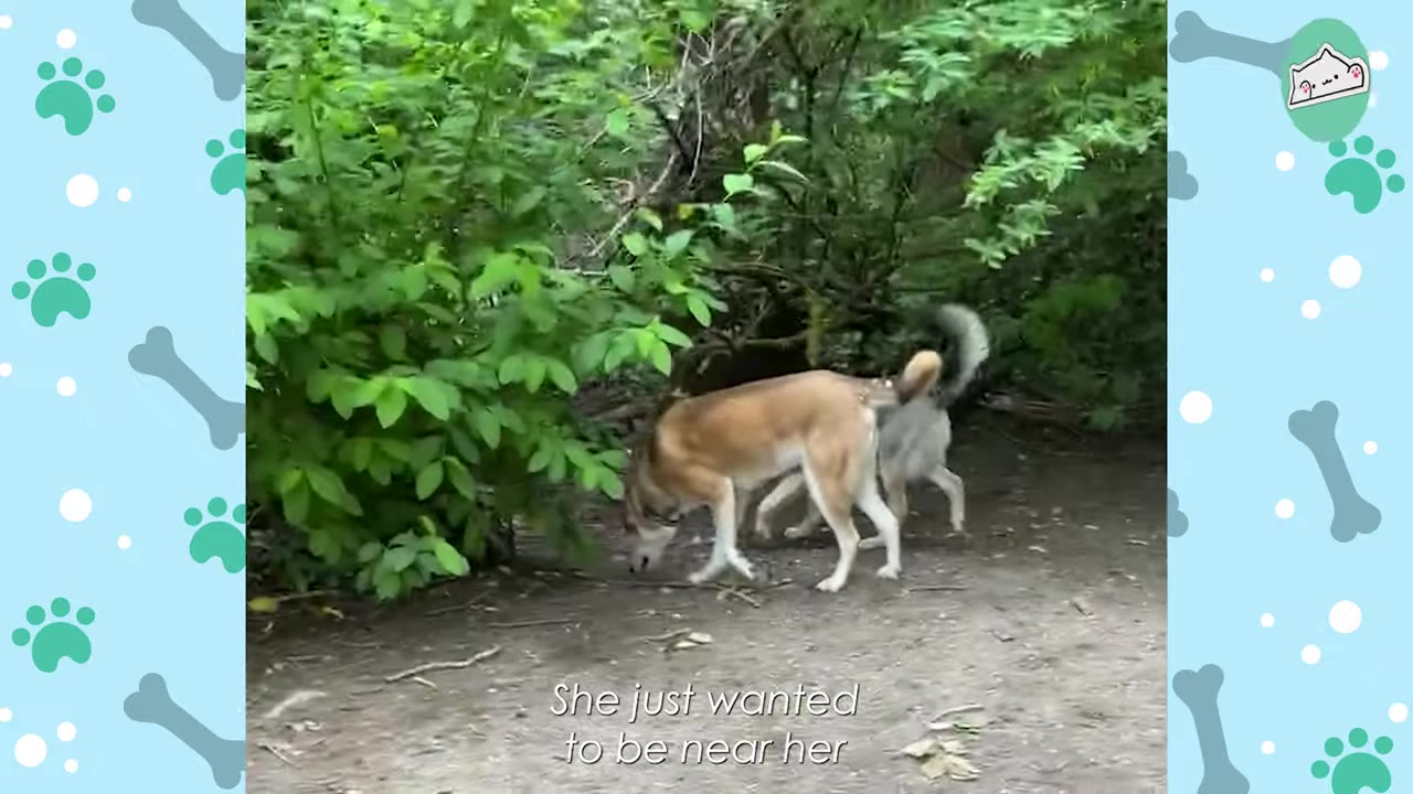 Two dogs walking together on a dirt path next to green bushes, with one dog following closely behind the other.