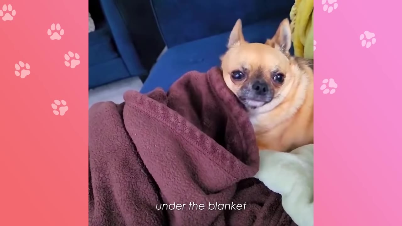 A small tan chihuahua sits on a blue couch next to a folded brown fleece blanket.
