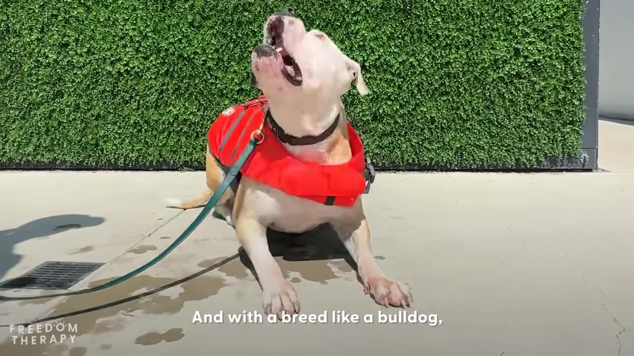 A tan and white bulldog wearing a red life vest sits on a concrete patio in front of a green hedge, looking up with its mouth open as if barking.