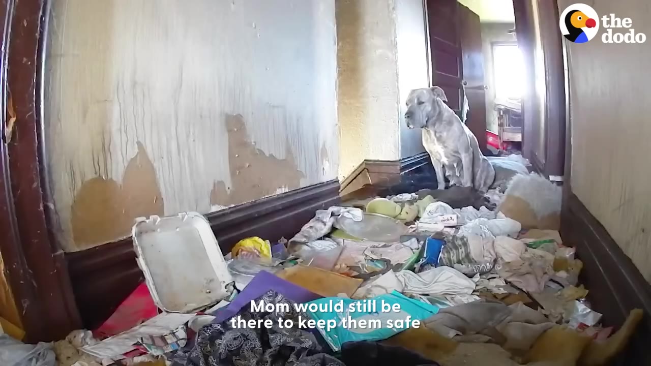 A grey and white dog sits in a cluttered, debris-filled hallway of an abandoned house, captured by a low-angle camera.