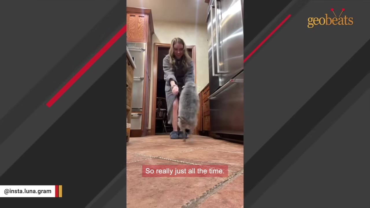 A woman in a grey bathrobe stands in a kitchen as a fluffy grey animal jumps up on its hind legs in front of her.