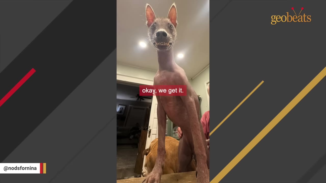 A hairless dog with large pointed ears stands on its hind legs, showing its teeth in a grin-like expression.