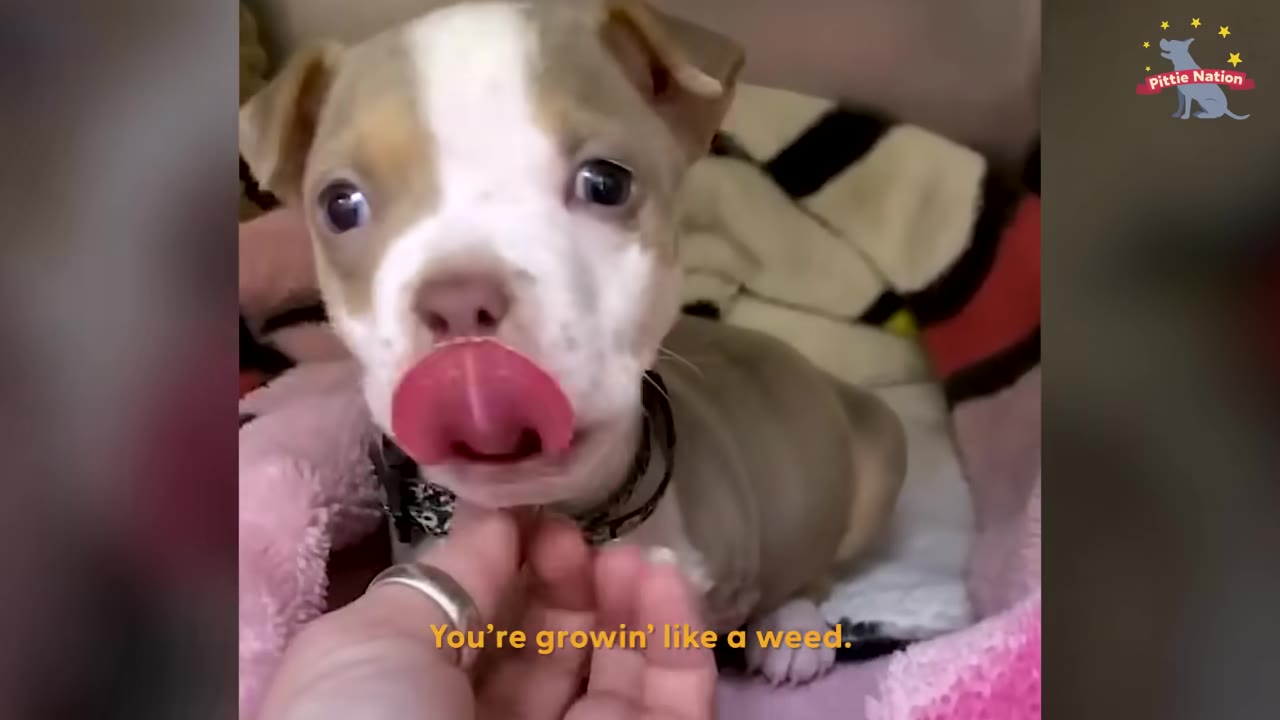 A close-up of a small tan and white puppy licking its nose while a person's hand gently holds its chin.