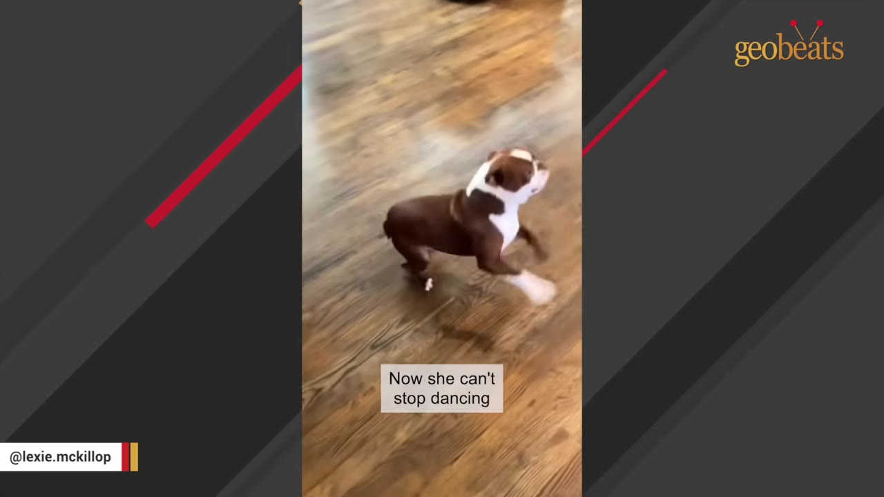 A brown and white Boston Terrier happily dancing on a polished wooden floor.