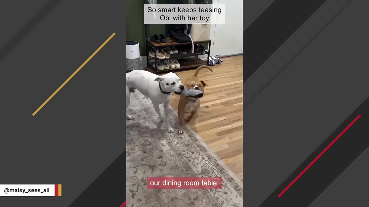 A white dog and a brown dog play tug-of-war with a toy on a rug in a room with hardwood floors.