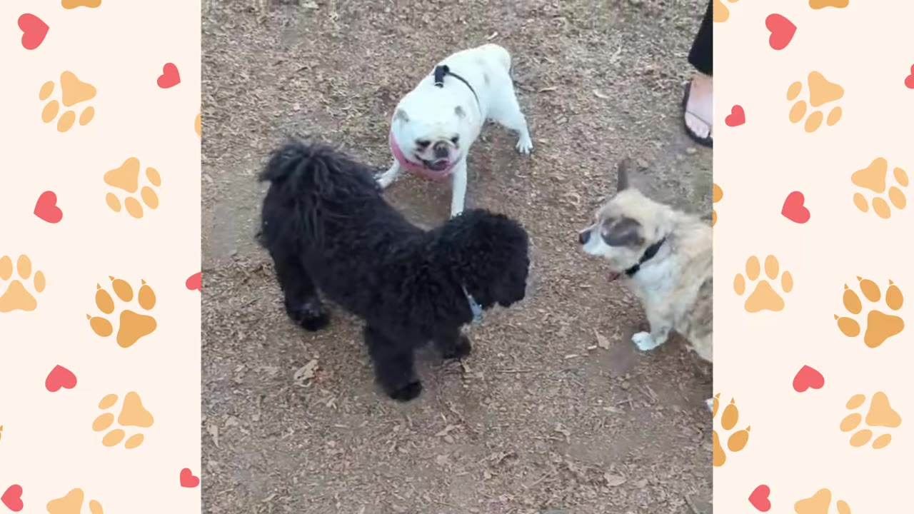 A small tan and white dog stands facing a fluffy black dog and a white pug at a dog park.
