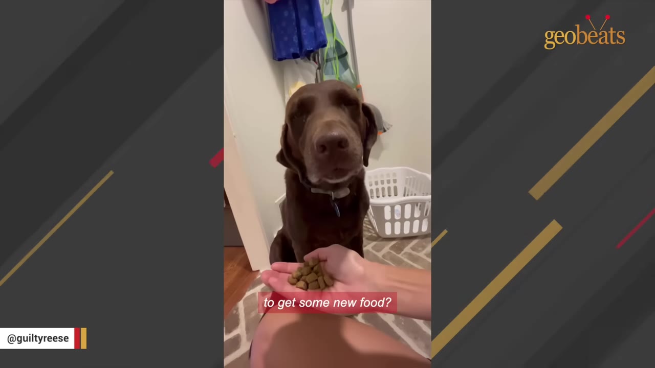A chocolate Labrador retriever sitting calmly on a tiled floor, looking up at a hand holding a small pile of dog kibble.