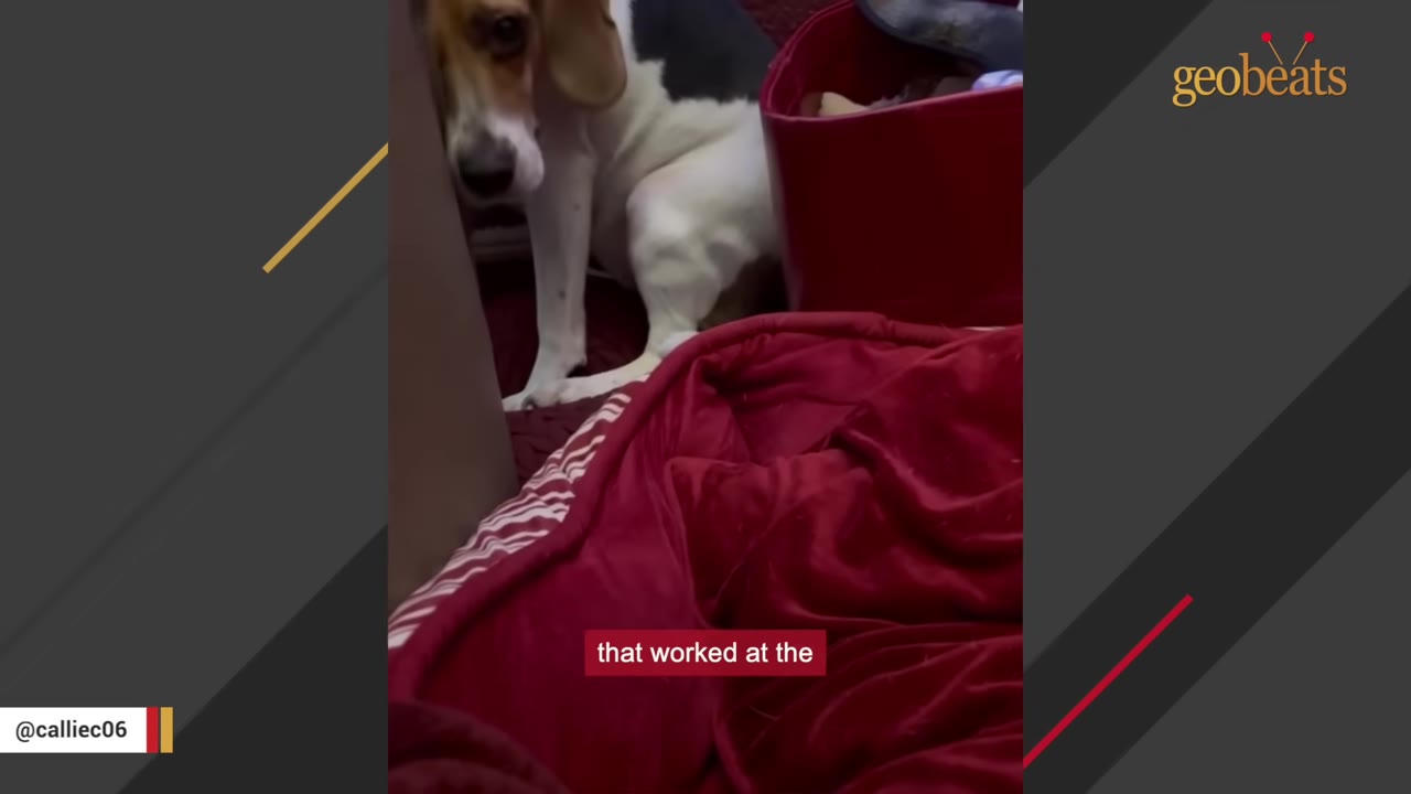 A beagle sits tucked behind a piece of furniture, looking down with a worried and anxious expression.