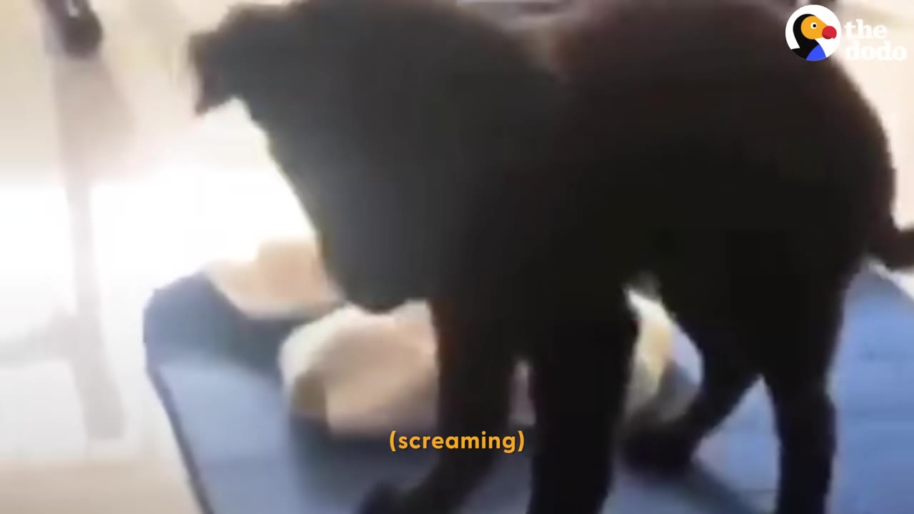 A small black puppy standing on its legs on a blue mat.