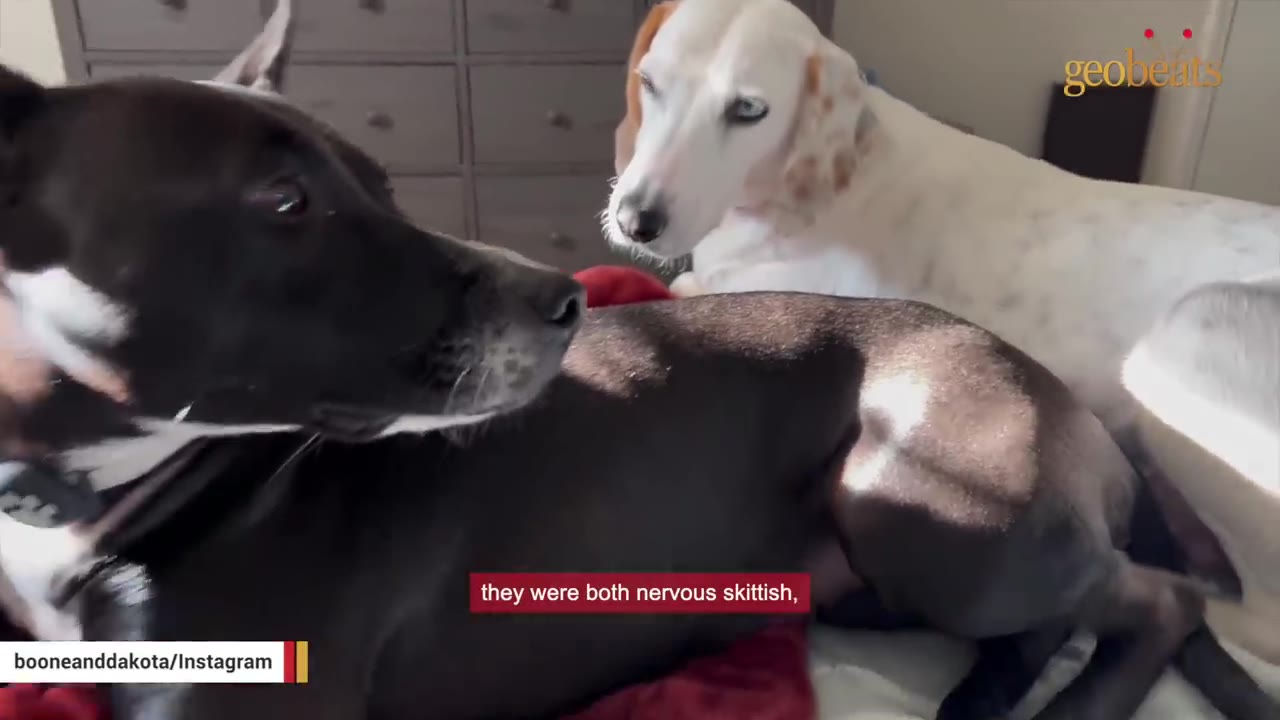 A black and white dog and a white dog with blue eyes sit together on a bed, looking slightly nervous.