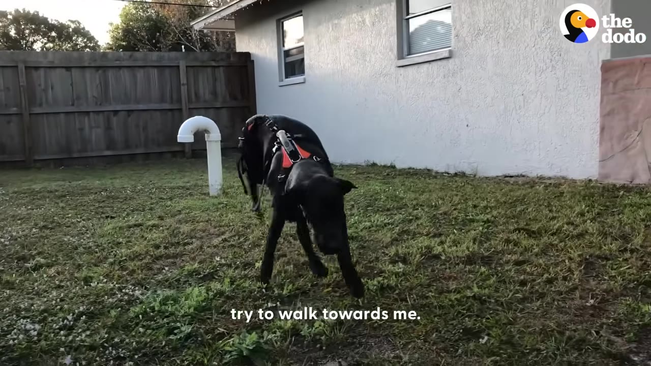 A black dog wearing a harness walks across a grassy yard towards the camera.