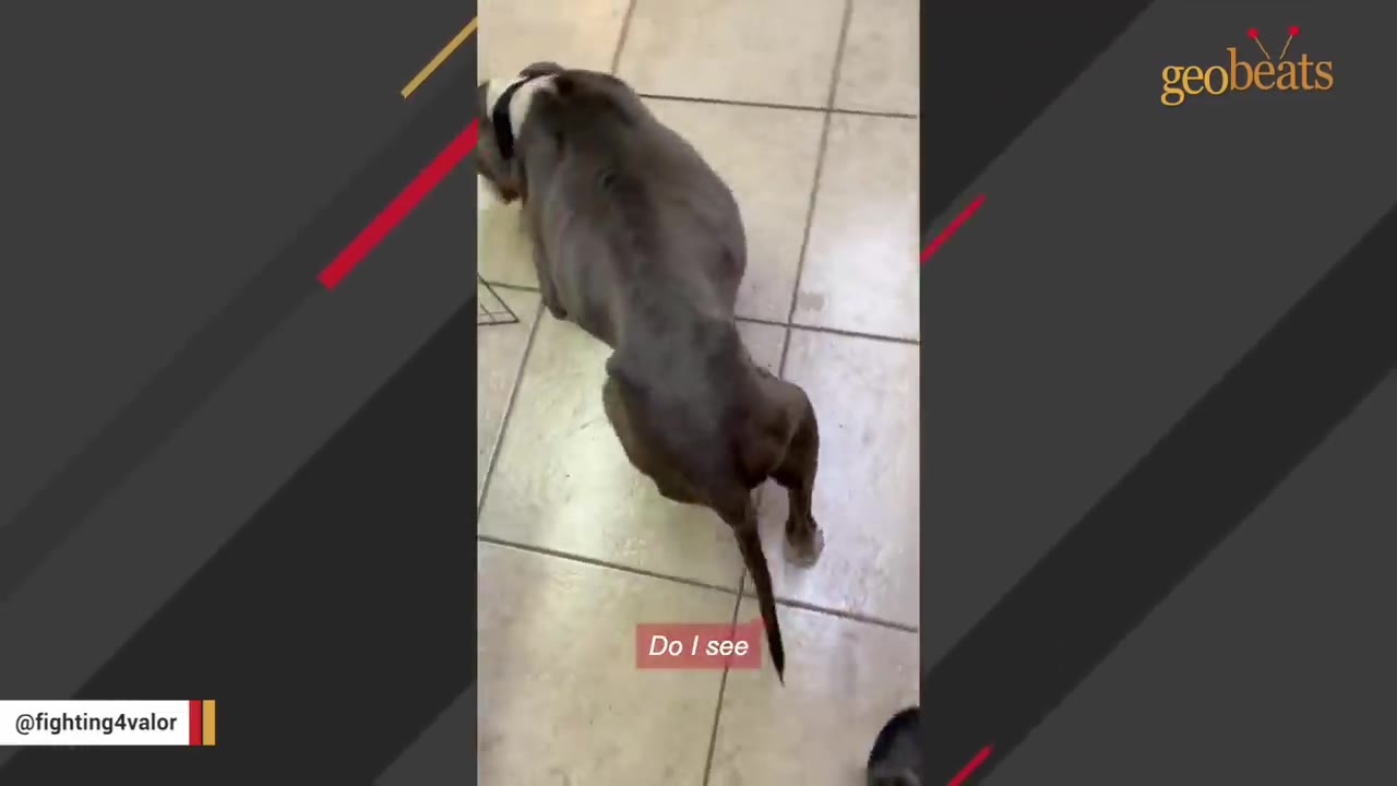 A high-angle shot of a grey dog standing on a tiled floor, showing its back and tail.