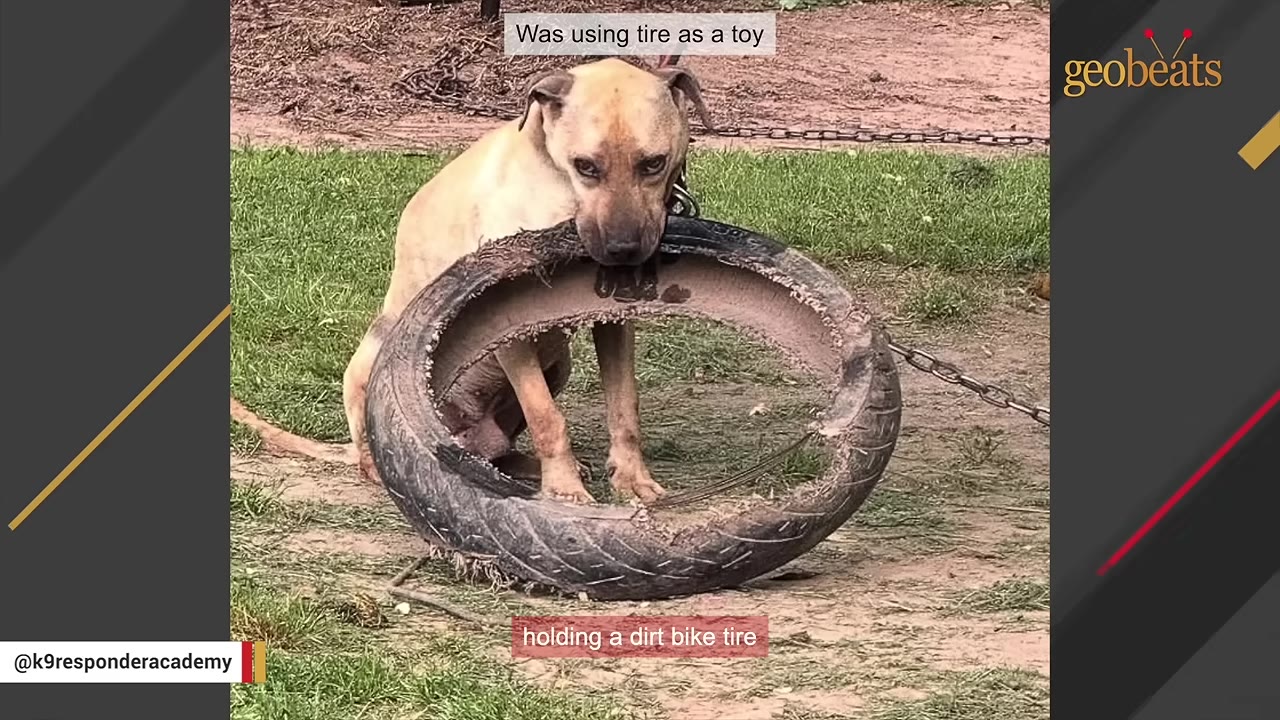 A tan dog sits on a patch of grass and dirt, holding a large, worn motorcycle tire in its mouth.