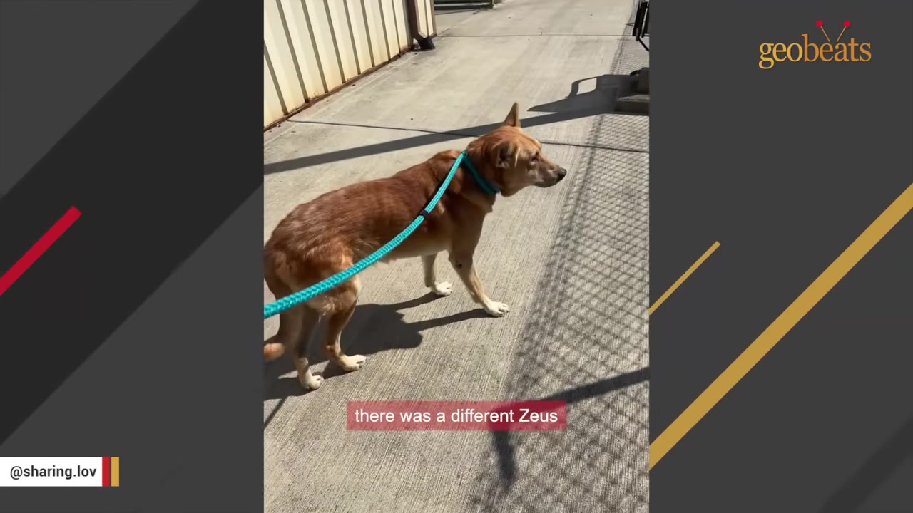A tan dog on a blue leash stands outside on a concrete walkway next to a building.