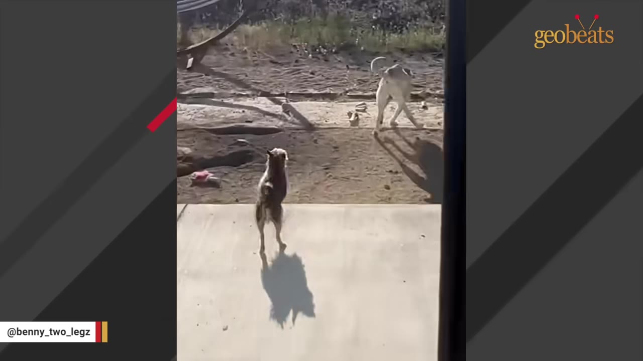 A two-legged dog stands upright on a concrete patio, looking out at another dog walking in a dirt yard.