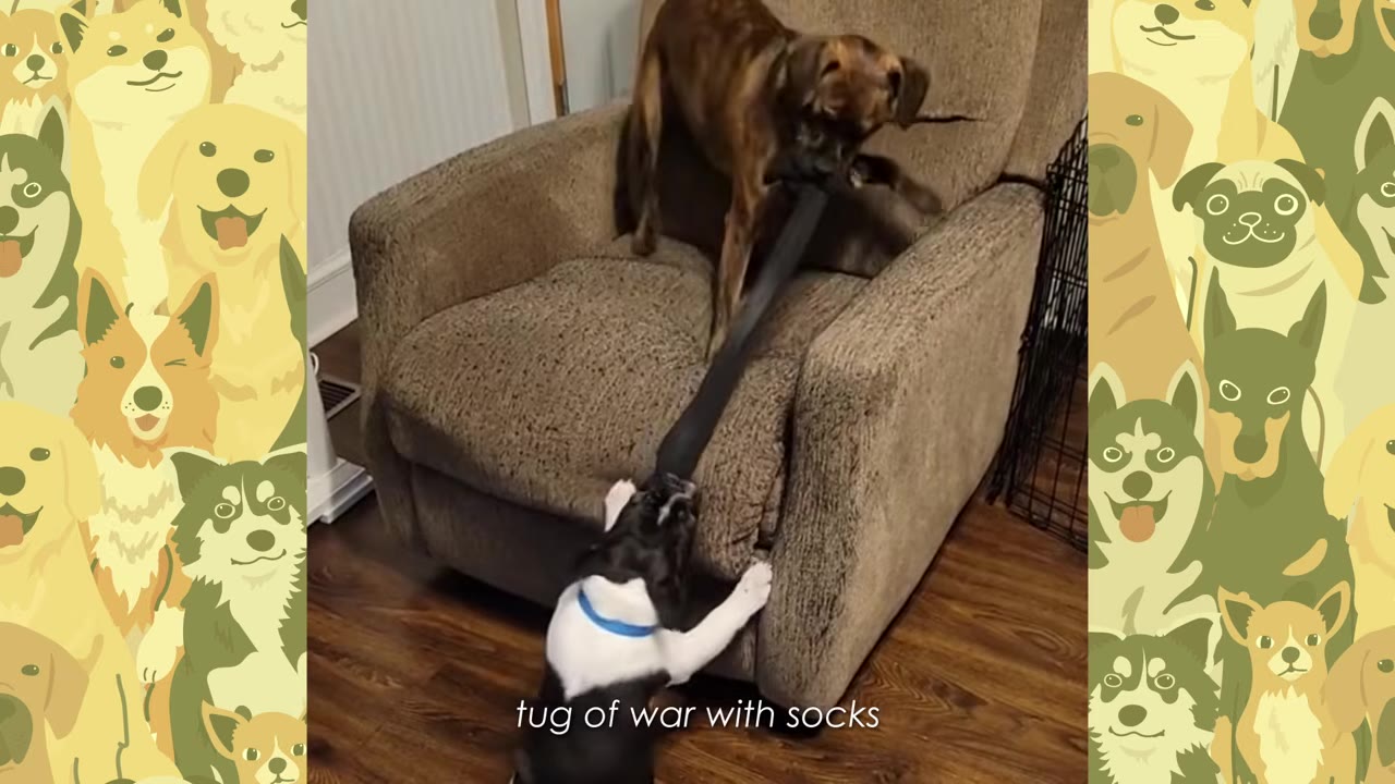 A brindle dog standing on an armchair and a black-and-white dog on the floor pull on opposite ends of a long black sock.