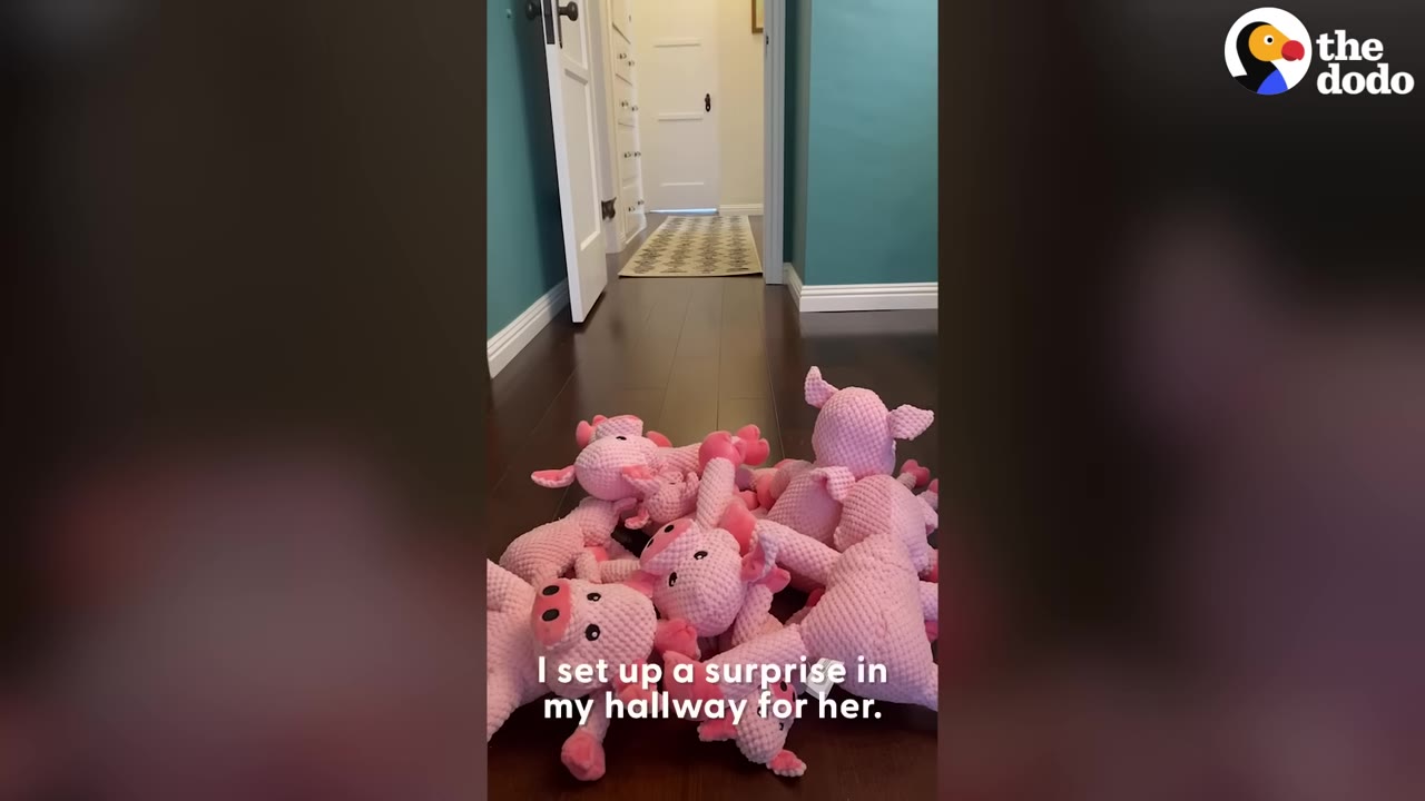 A pile of pink plush pig toys arranged on a dark wooden floor in a hallway with blue walls.