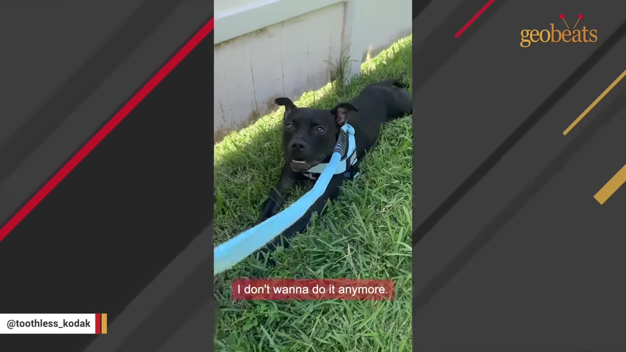 A black dog wearing a light blue harness lies flat on the green grass outside, looking up reluctantly while attached to a blue leash.