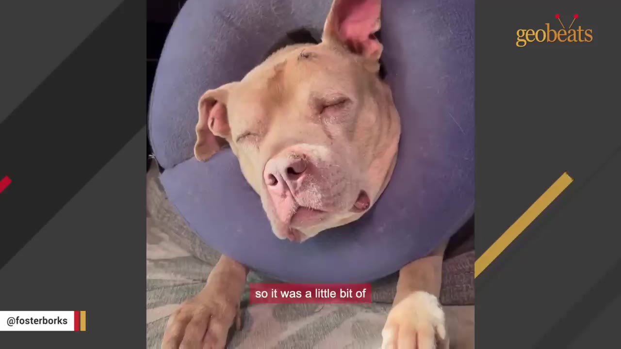 A close-up of a light-colored pit bull sleeping peacefully while wearing a large, round blue neck donut collar.