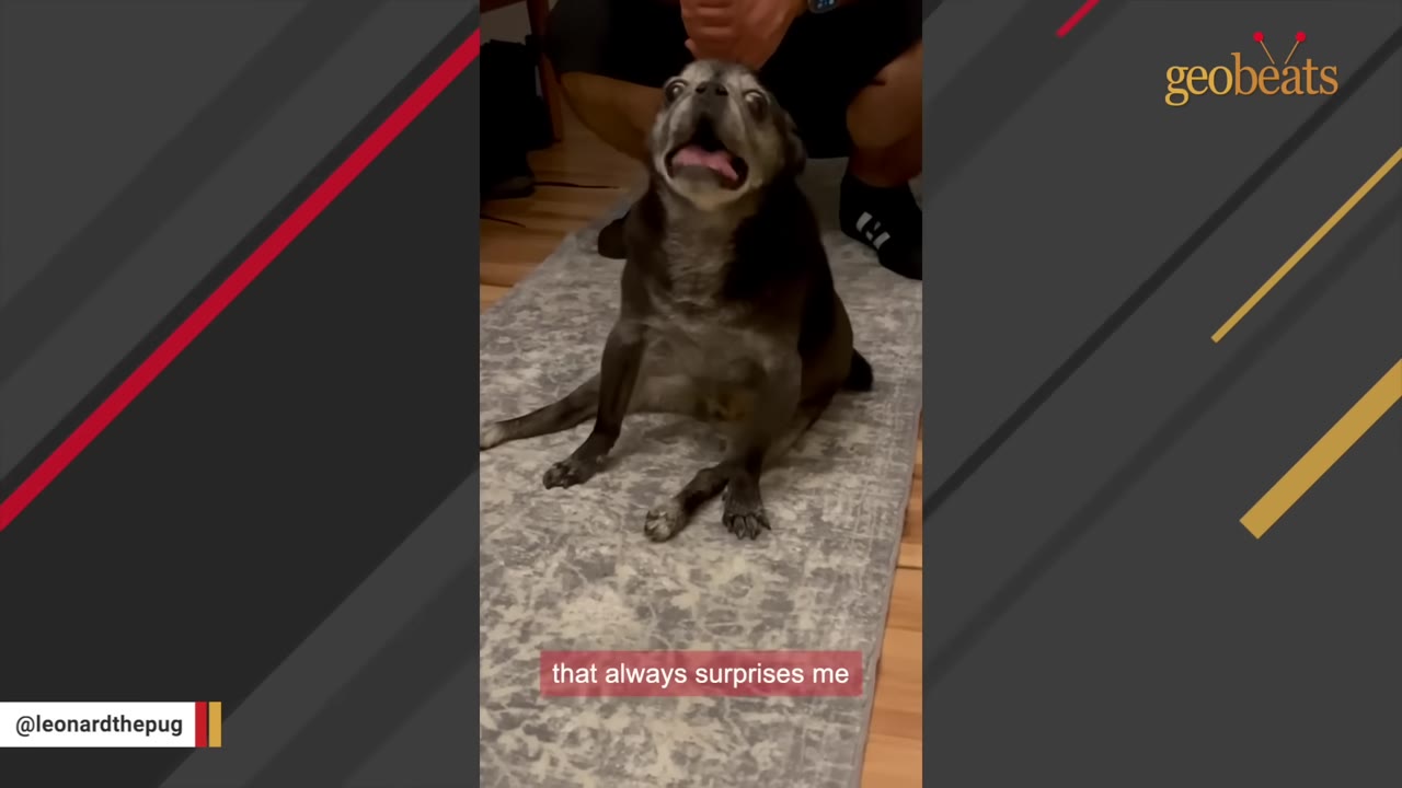 An older black pug sitting on a rug with its mouth wide open as if barking or howling.