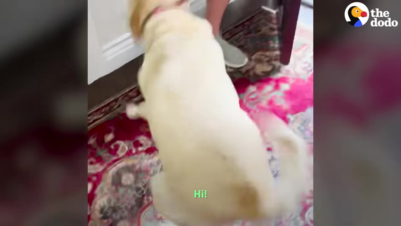 A yellow Labrador retriever excitedly enters a house through an open doorway onto a red patterned rug.