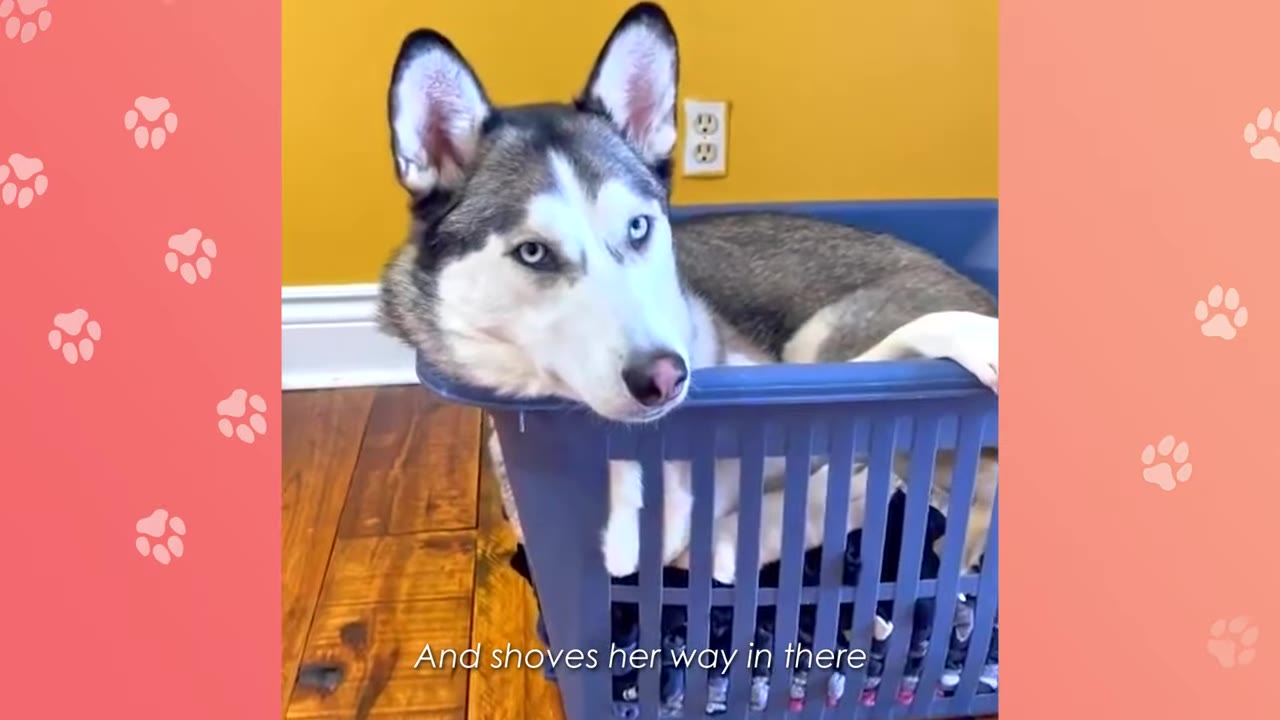 A husky dog with blue eyes sitting inside a blue plastic laundry basket on a wooden floor.