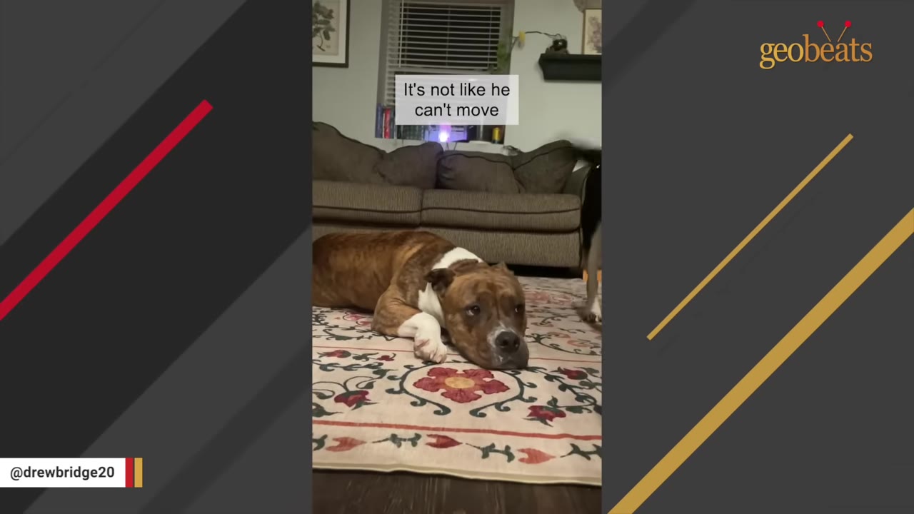 A brown and white dog lying lazily on a patterned rug indoors, looking directly at the camera.