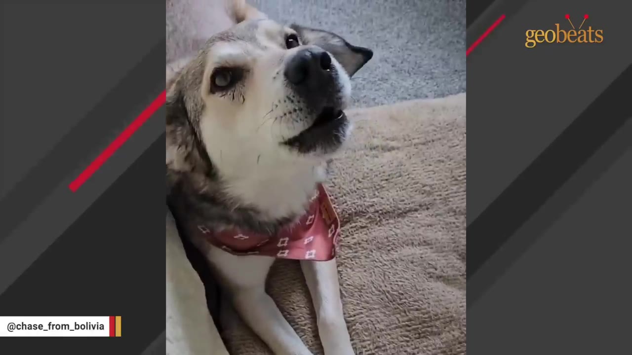 A close-up shot of a light brown and white dog wearing a red patterned bandana, looking up attentively.