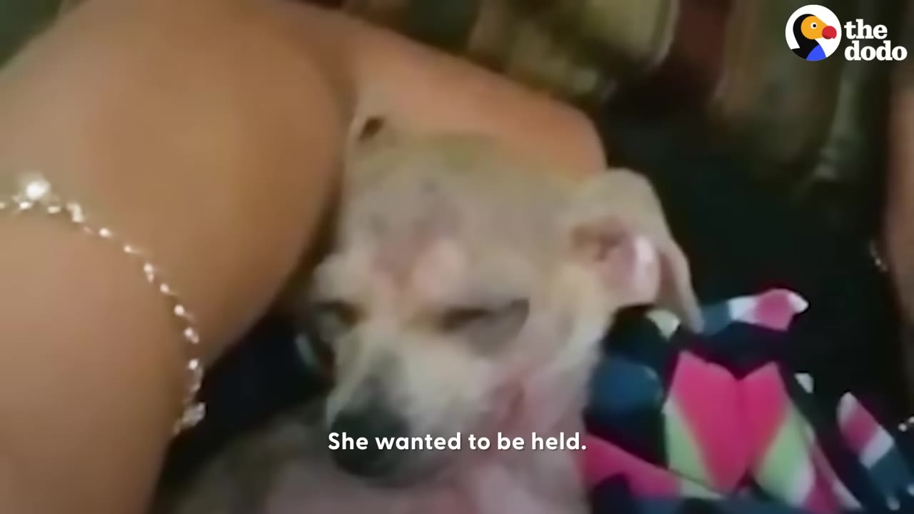 A small, frail dog with patchy fur and irritated skin rests its head gently on a person's lap.