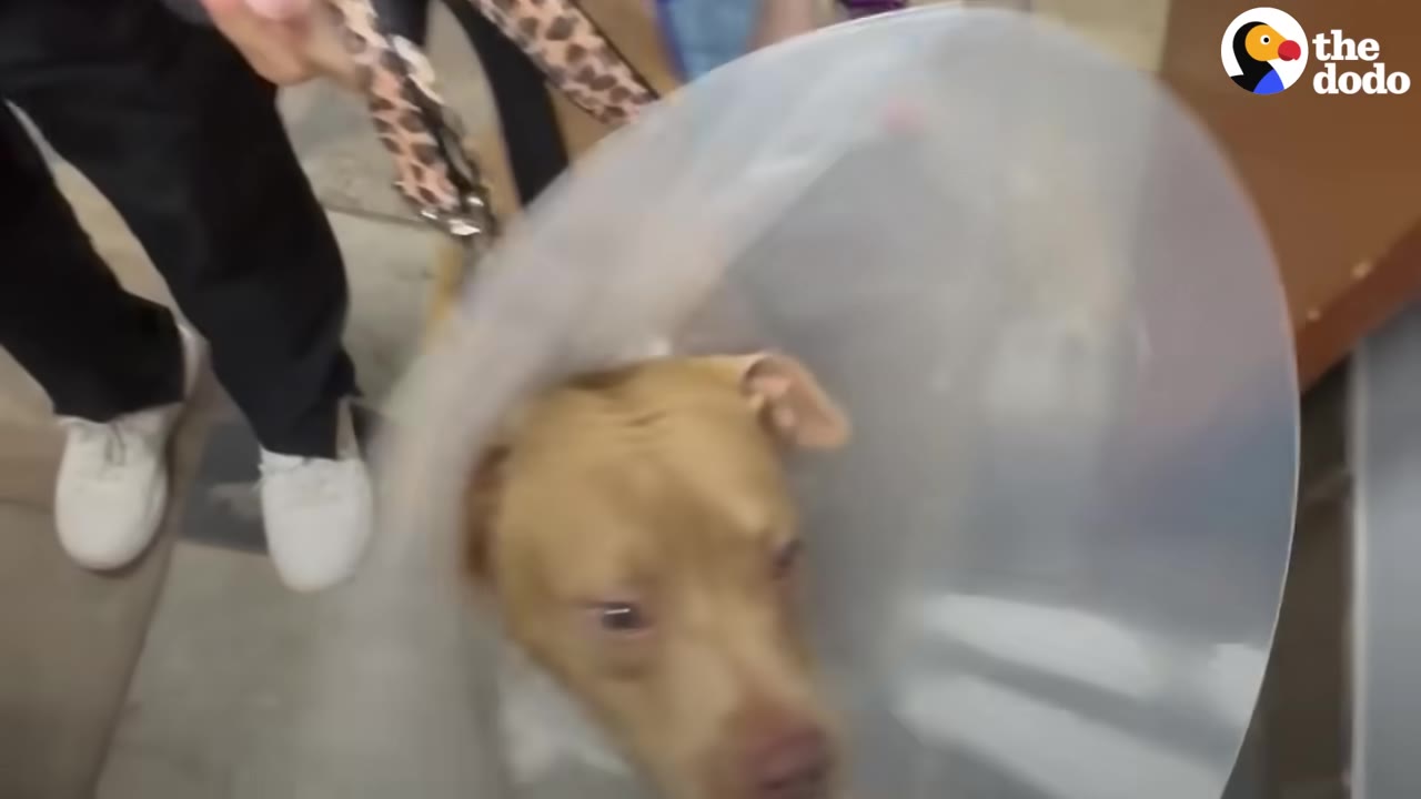 A close-up of a tan dog wearing a large plastic protective cone around its neck, looking up while being held on a leash.