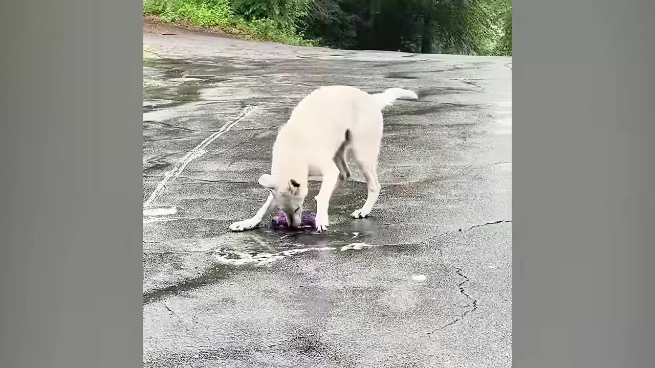 A white dog on a wet asphalt surface bends down to play with a purple toy.