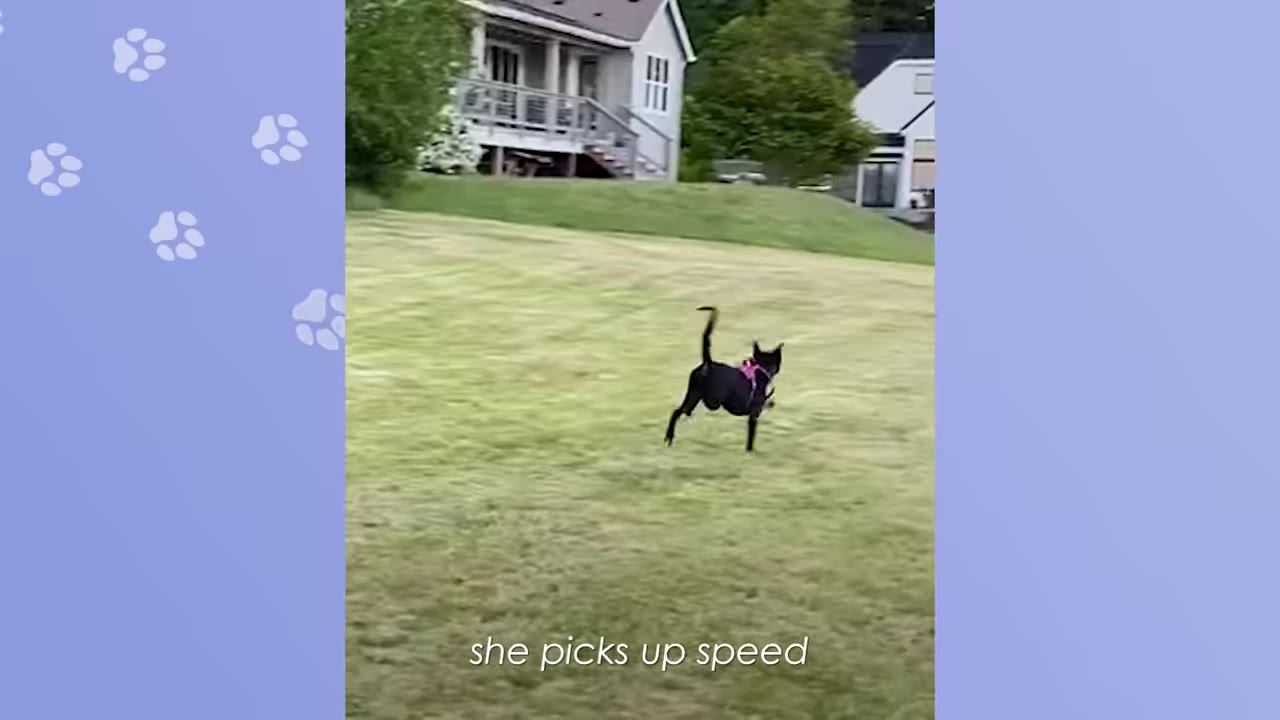 A black dog wearing a pink harness runs quickly across a grassy lawn with a house in the background.