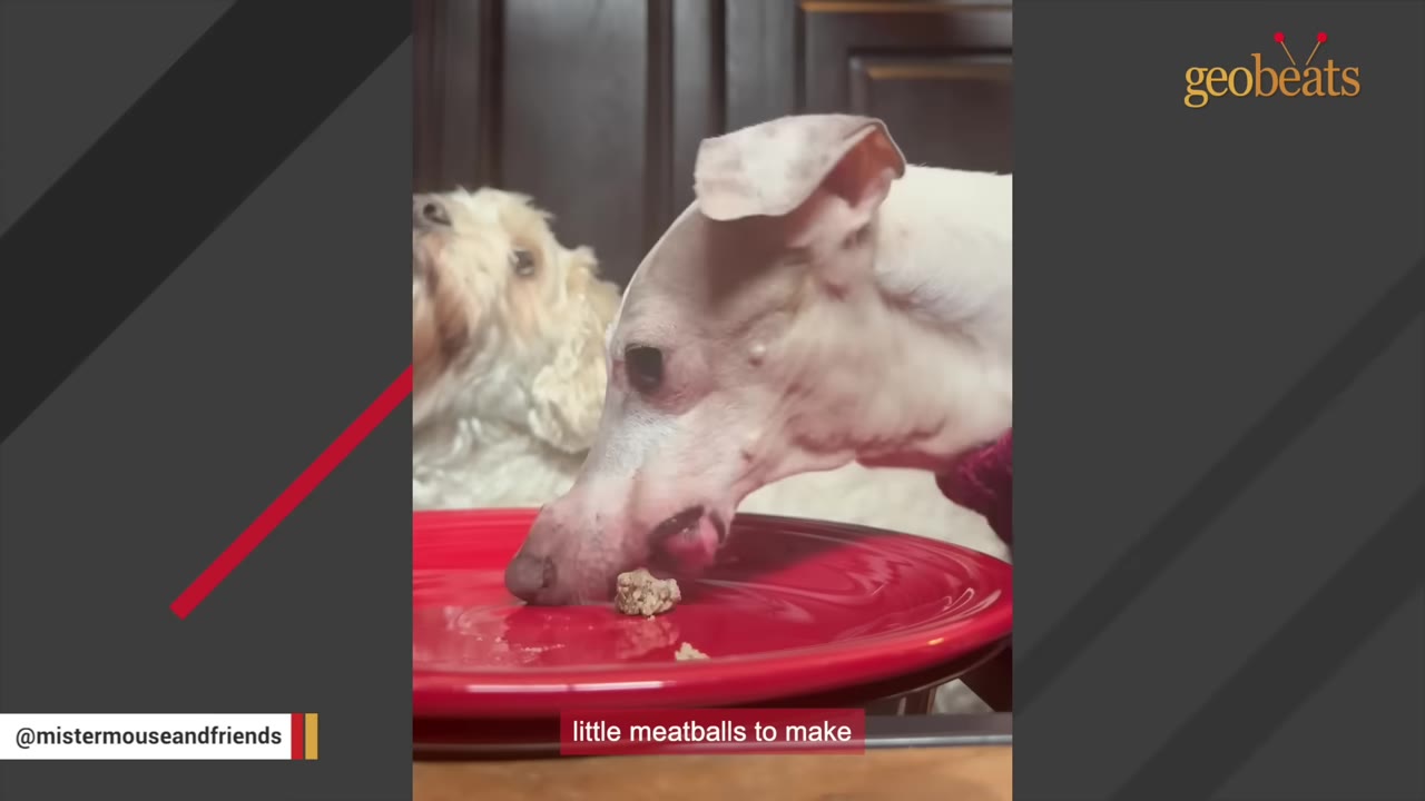 A small, light-colored dog with large ears eats a small meatball off a red plate, while another fluffy dog watches in the background.
