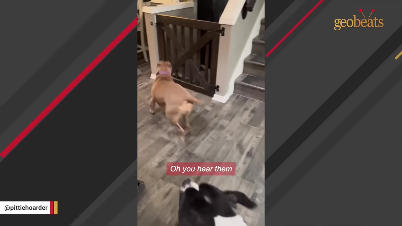 A tan dog walks toward a closed wooden safety gate at the bottom of a staircase inside a home.