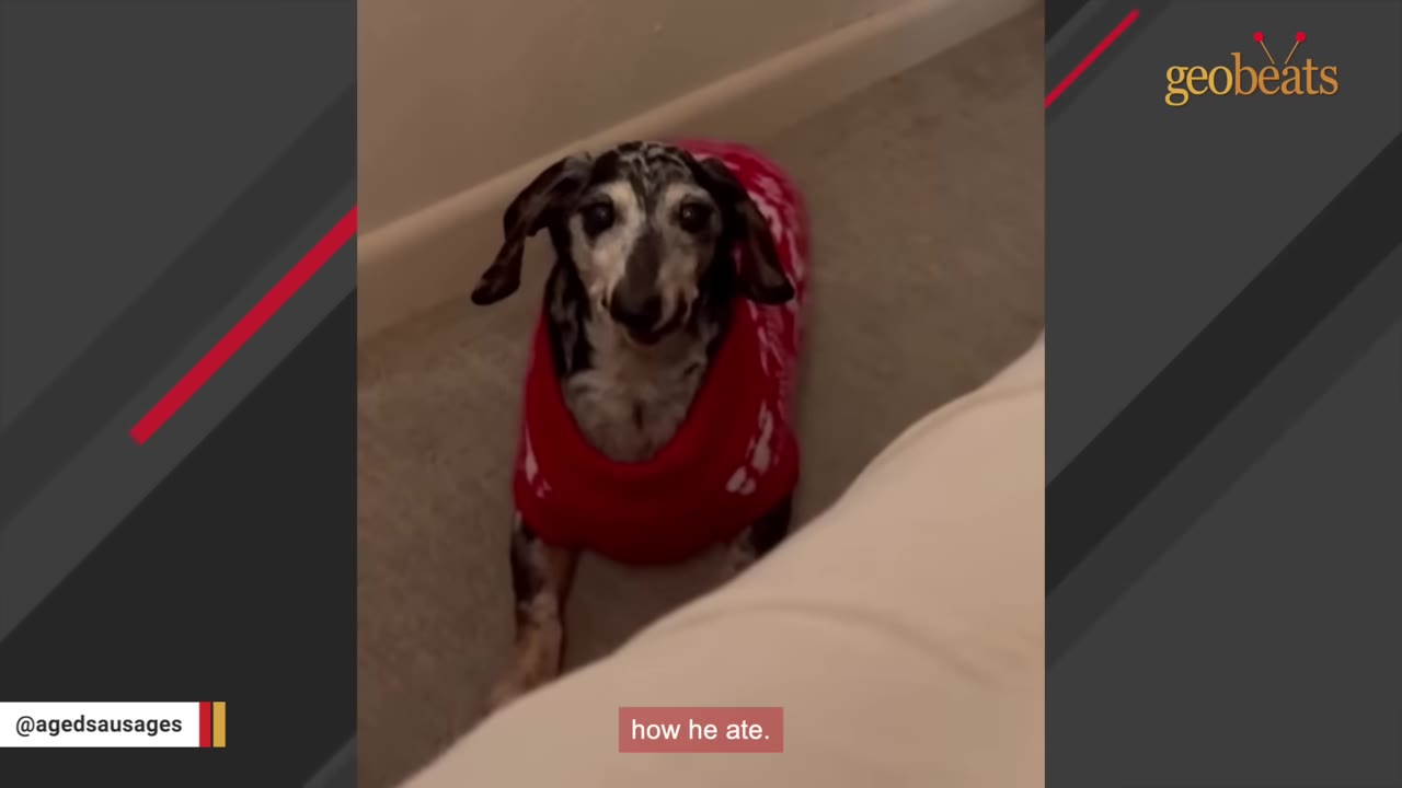 A dapple dachshund wearing a red sweater looks up at the camera.