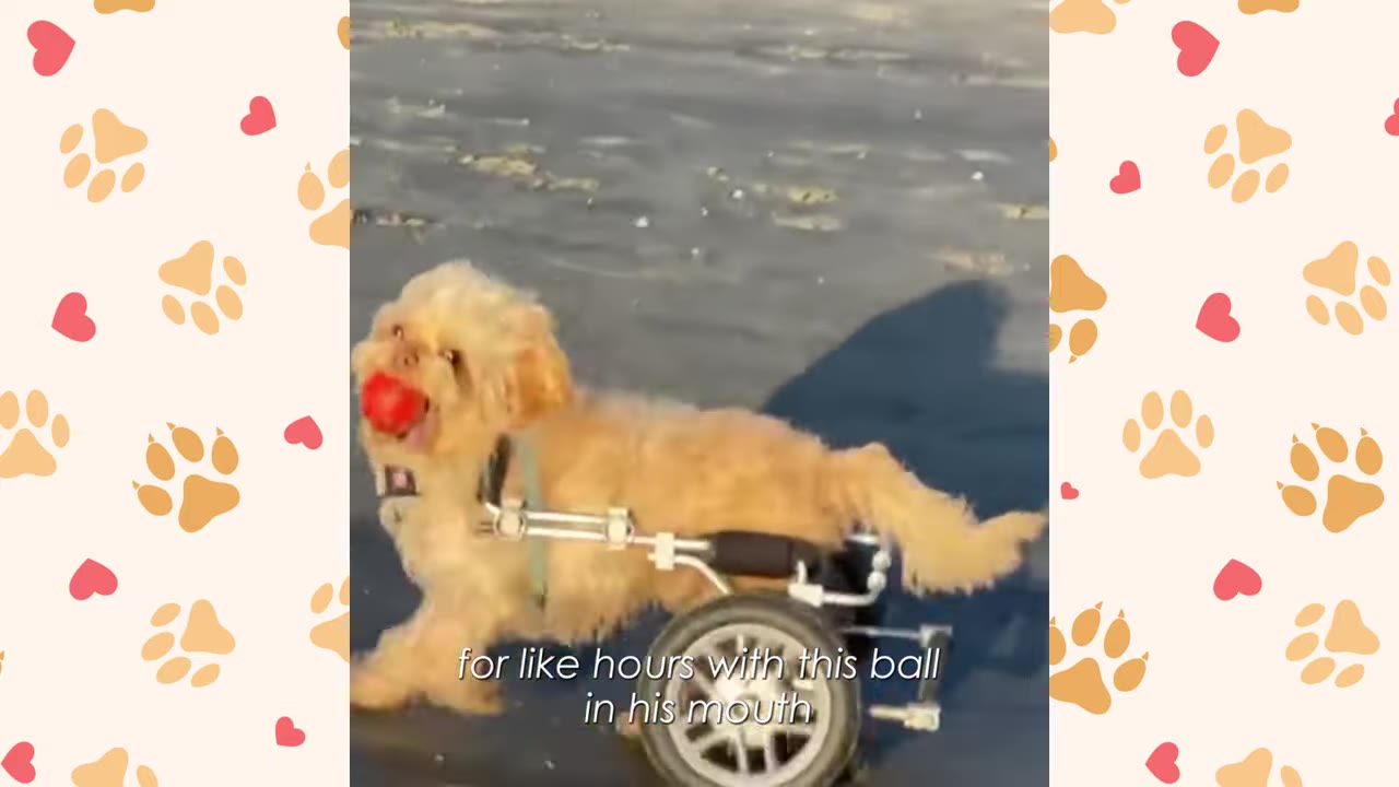 A small, fluffy light-brown dog running on a beach while using a custom two-wheeled wheelchair, holding a red ball in its mouth.