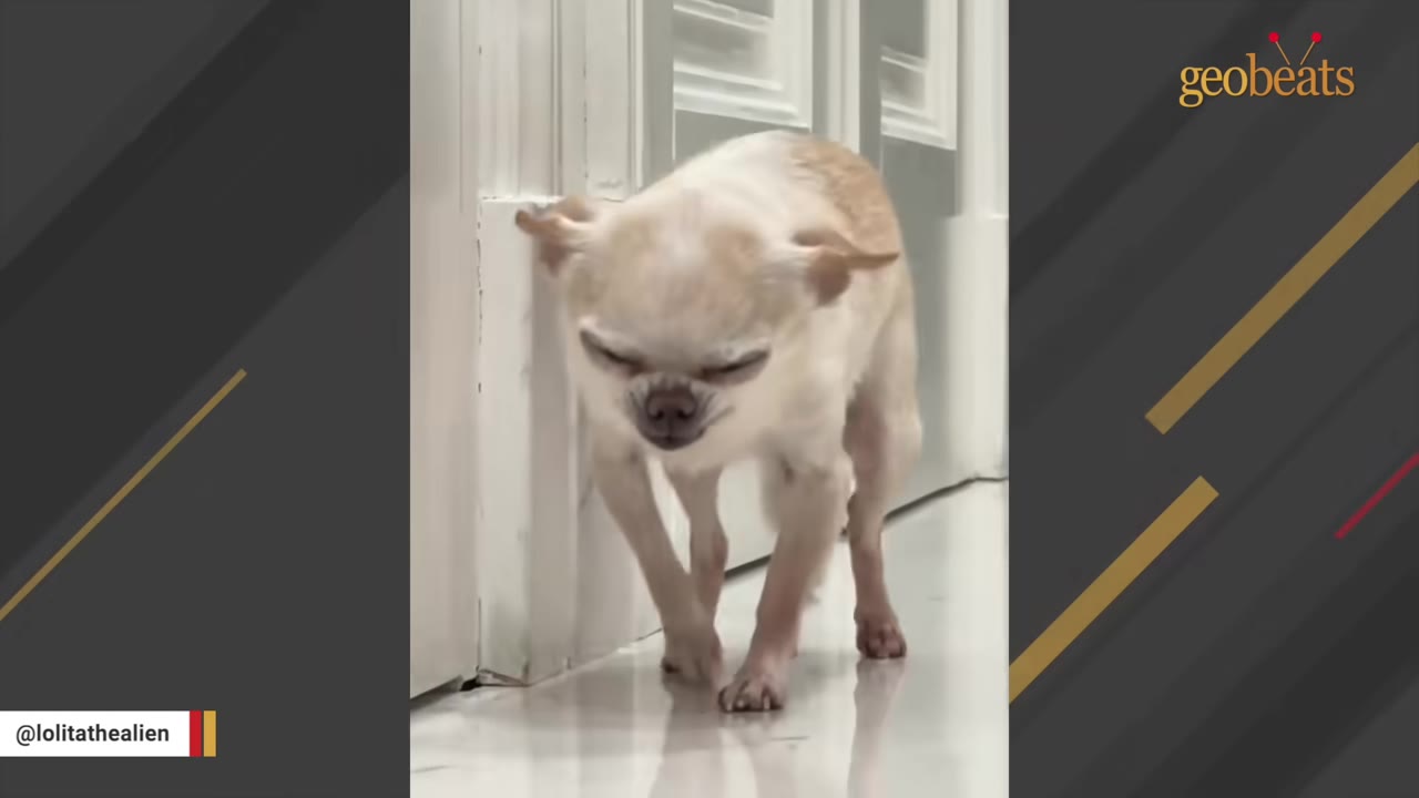 A small, light-colored chihuahua squinting its eyes and wrinkling its face as it walks along a white hallway.
