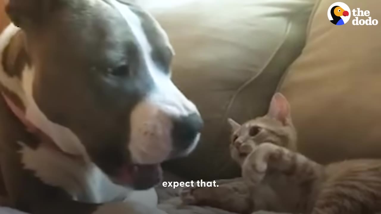 A brown and white dog looks closely at a small orange kitten lying on a couch.