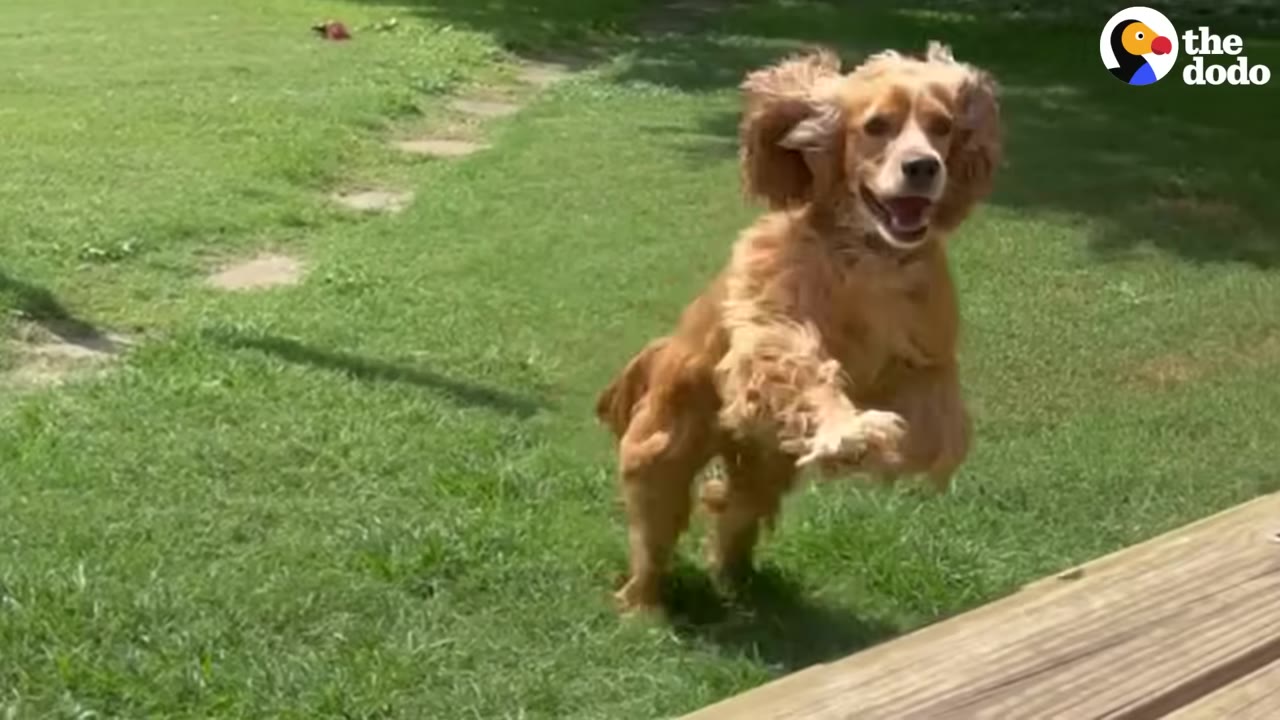 A happy golden cocker spaniel running and leaping across a green grassy yard towards a wooden deck.