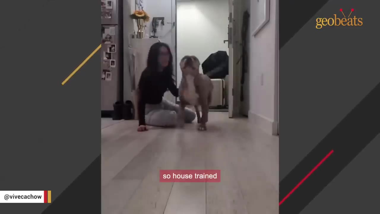 A dog stands in a hallway next to a person sitting on the floor, with a subtitle that reads 'so house trained'.