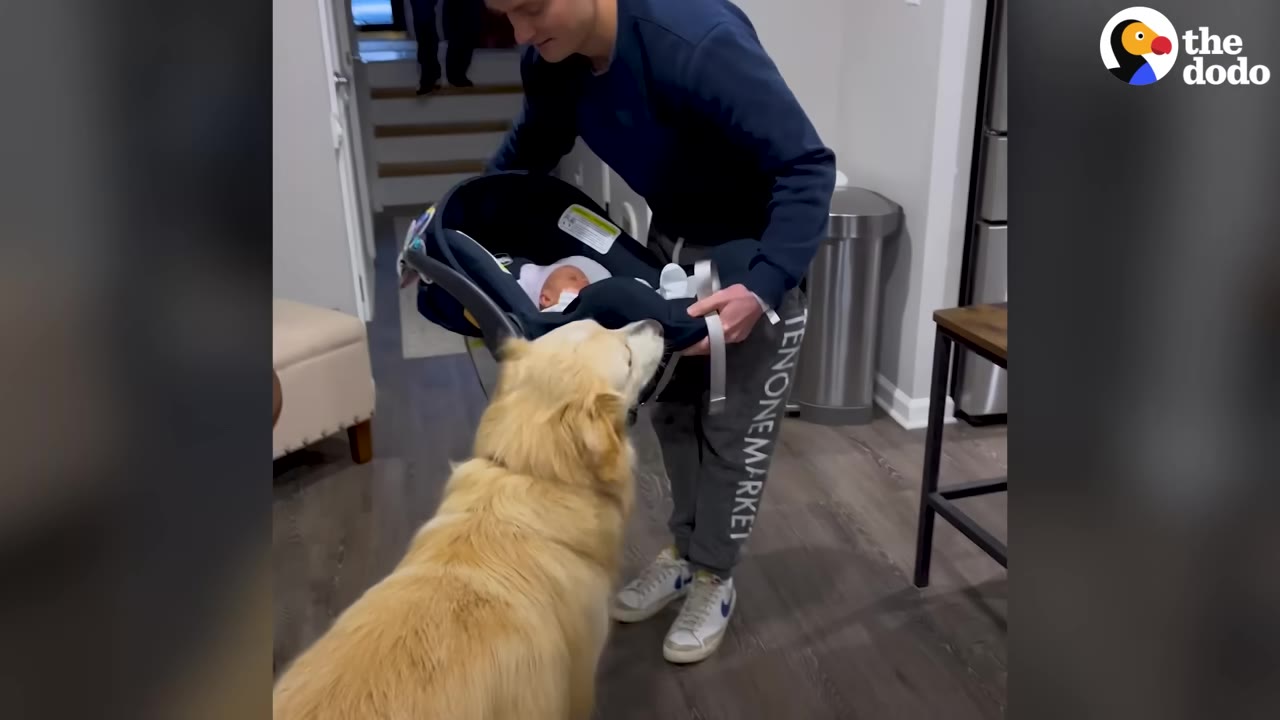 A man holding a baby car seat carrier with a newborn inside as a golden retriever gently sniffs the baby for the first time.