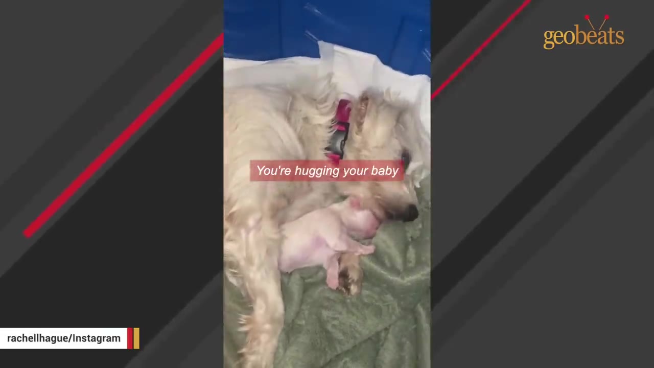 A fluffy white dog wearing a pink collar lies down on a green blanket, gently cuddling a tiny, newborn pinkish puppy.