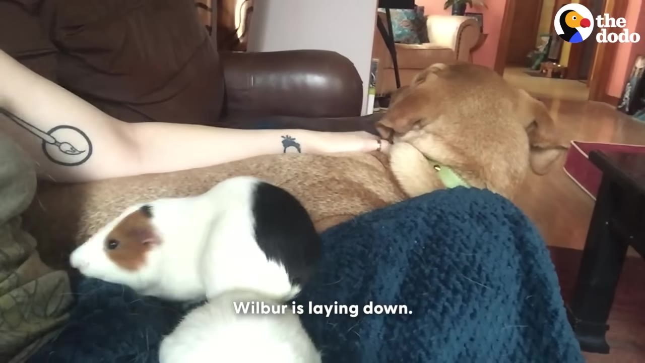 A black, white, and brown guinea pig sits on a blue blanket next to a large brown dog resting on a couch.