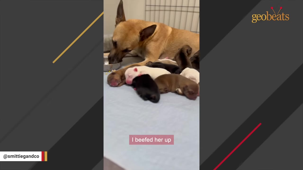 A tan mother dog lies down to eat from a metal bowl while her newborn puppies huddle together beside her.