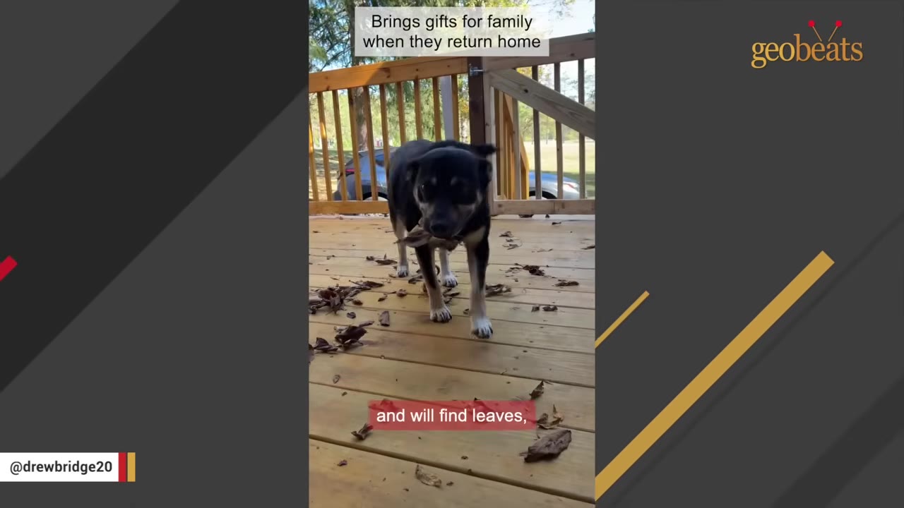 A black dog stands on a wooden deck holding a dry leaf in its mouth.